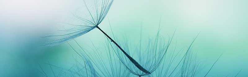 Image of dandelion on calming blue and green background